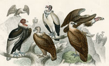 Vultures