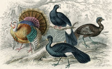 Turkey, Curassow, etc.