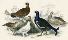 Cock, Grouse, Partridge, etc.