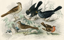 Thrush, Robin, Blackbird, Skylark, etc.