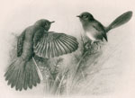 Male Dartford Warblers fighting