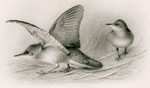 Female Savi's Warbler