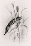Female Sedge Warbler