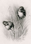 Grasshopper Warbler nestlings