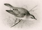 Male Garden Warbler sexual attitude plate 2