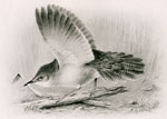 Male Savi's Warbler