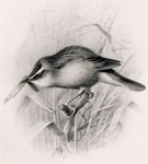 Male Sedge Warbler