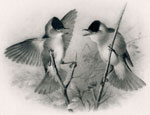 Male Blackcaps facing one another