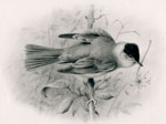 Blackcap covering young