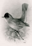 Blackcap sexual