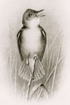 Male Reed Warbler (Sexual Attitude)