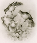 Unpaired Male Whitethroat