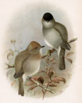 Blackcap