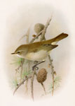 Chiff Chaff adult male