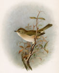 Chiff Chaff autumn