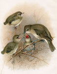 Garden Warbler (young being fed)