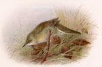 Grasshopper Warbler adult female