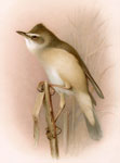 Greater Reed Warbler