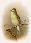 Icterine Warbler