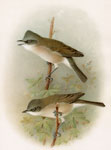 Lesser Whitethroat