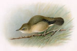 Marsh Warbler