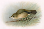 Marsh Warbler