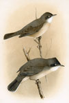 Orphean Warbler