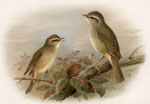 Radde's Bush Warbler