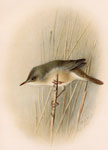 Reed Warbler variety