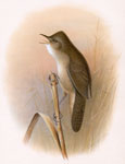 Savi's Warbler