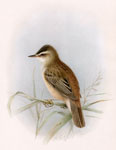  Sedge Warbler