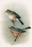 Subalpine Warbler