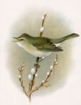 Willow Warbler