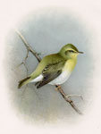 Wood Warbler