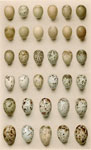 Eggs of British Warblers