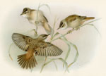  Sedge Warblers Immature Birds at Play