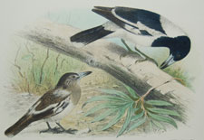 Black-throated Butcher-bird