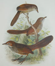 Bristlebirds