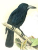 Henrik Gronvold Birds of Australia circa 1910-1927