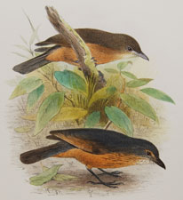 Shrike Thrushes