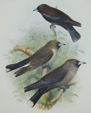 Wood Swallows