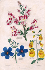 Antirrhinum Caryophylloides