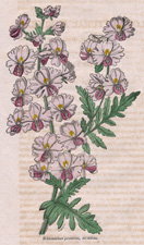 Schizanthus pinnatus, Humilis