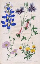 Lupinus mutabilus 