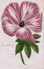 Malva Fulleriana