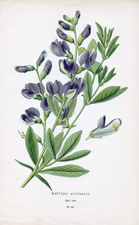 BAPTISIA AUSTRALIS