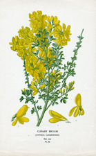 CANARY BROOM