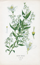 DEUTZIA GRACILIS