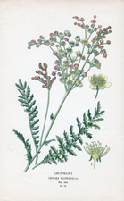 DROPWORT