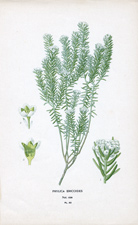 PHYLICA ERICOIDES